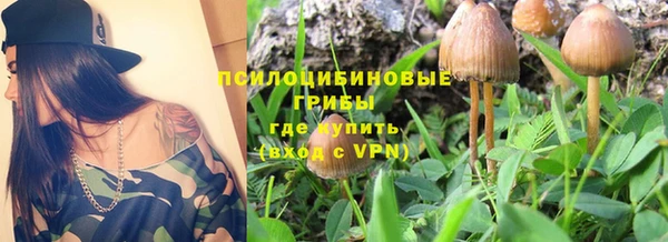 шишки Аркадак